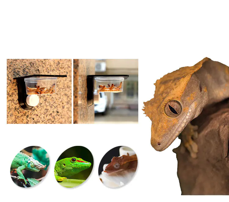 Multi-Functional Wall-Mounted Pet Water Bowl